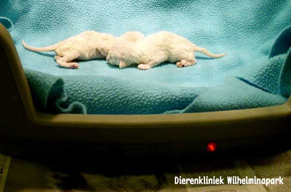 kat keizersnede, ze worden in de verwarmde opname gelegd. dierenkliniek wilhelminapark in utrecht